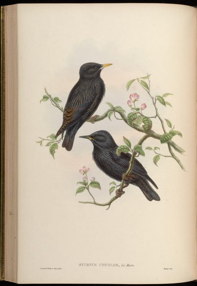 Sturnus unicolor door John Gould